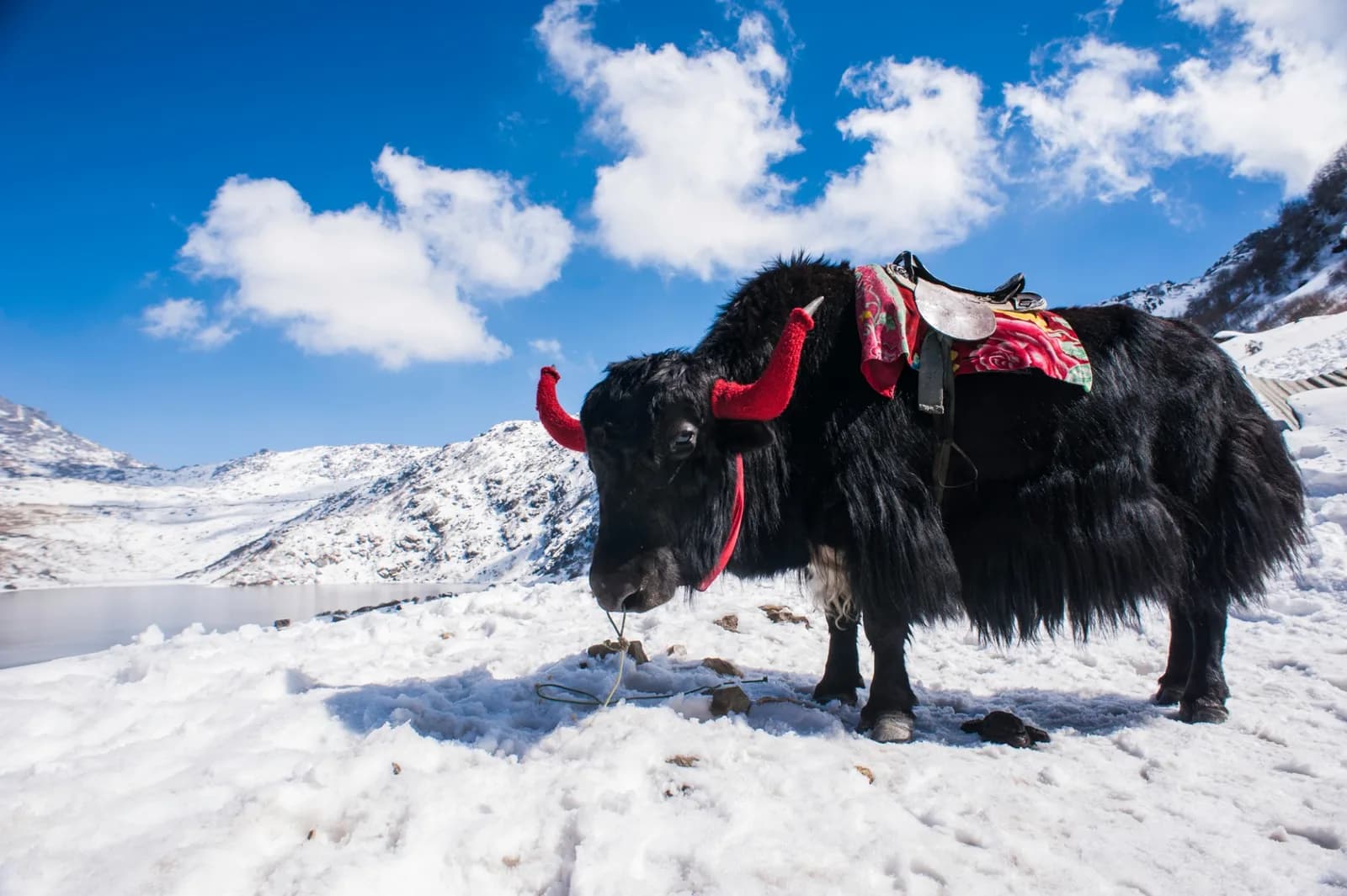 Tsomgo (Changu) Lake Day Trip for Foreign Nationals with Registered Guide — Gangtok