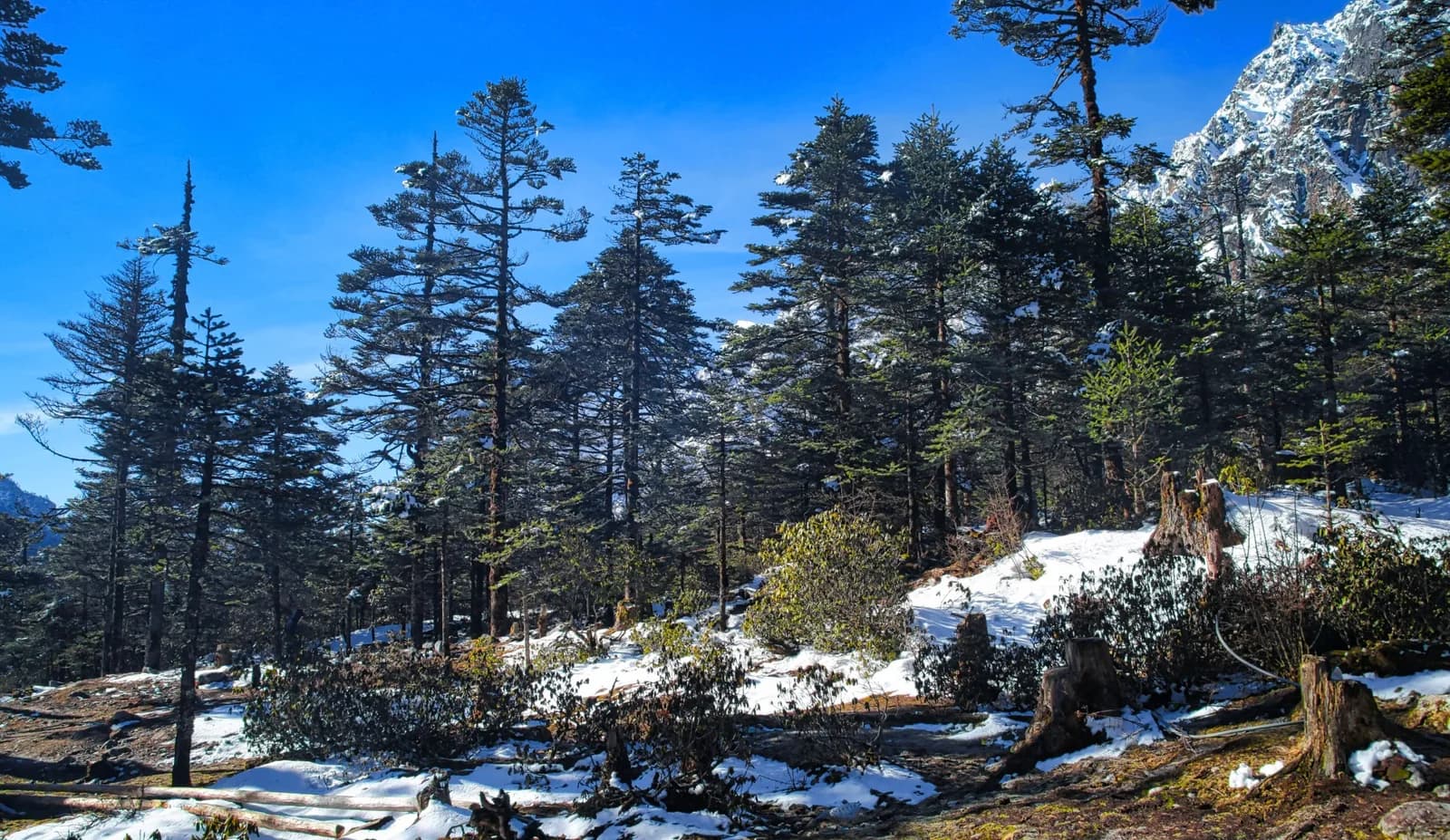 Lachung & Yumthang 2N3D Private Cab, Hotels Not Included — Gangtok