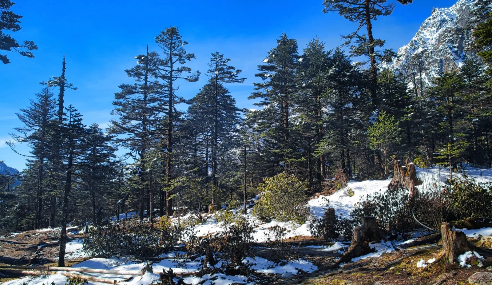 3-Night Trip to Lachen and Lachung from Gangtok